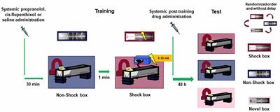 Amphetamine and the Smart Drug 3,4-Methylenedioxypyrovalerone (MDPV) Induce Generalization of Fear Memory in Rats